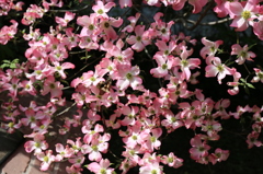 庭のハナミズキ