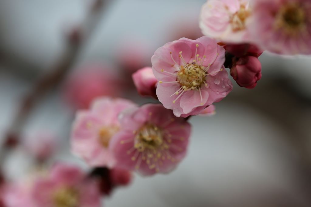 梅の花