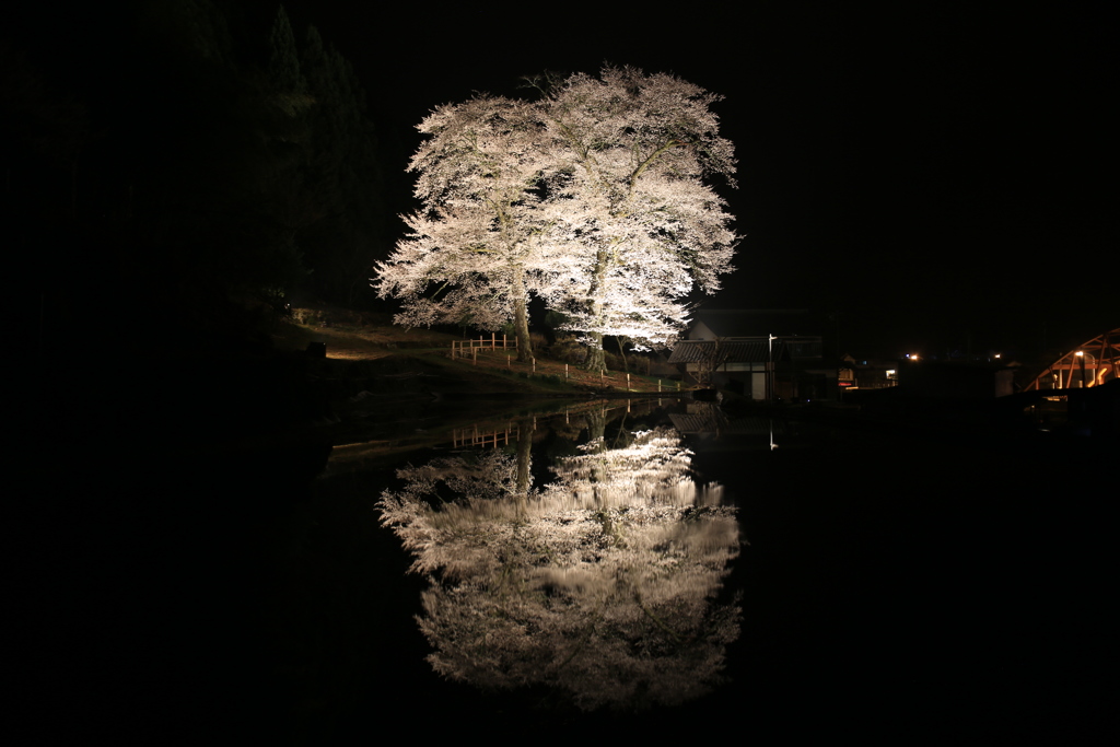 苗代桜