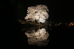 苗代桜