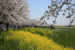大榑川堤防の桜