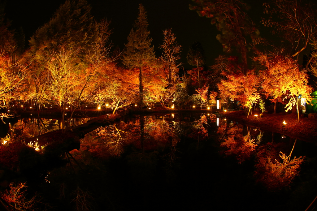 曾木公園ライトアップ