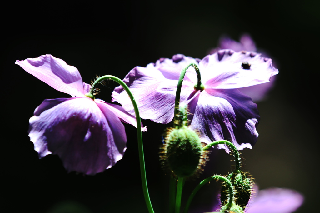 青いケシの花