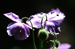 青いケシの花