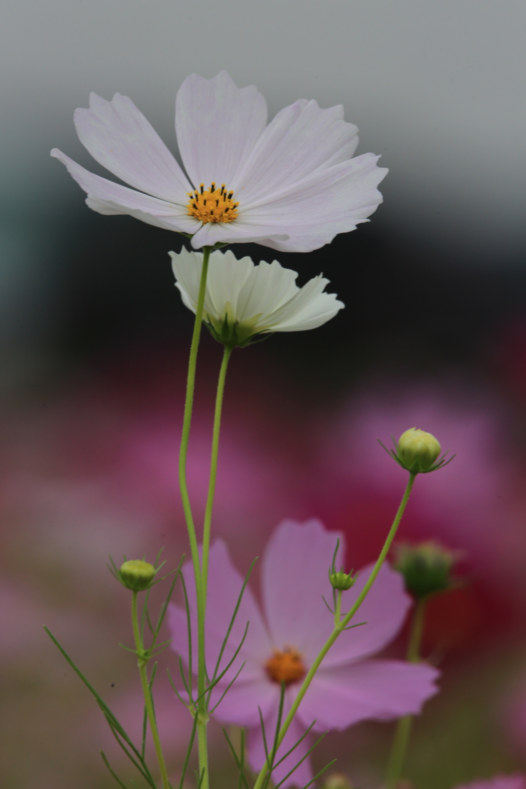 秋色の桜