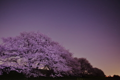 木曾長良背割提の夜桜