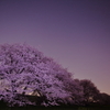木曾長良背割提の夜桜