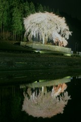 水戸野のシダレ桜