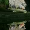 水戸野のシダレ桜
