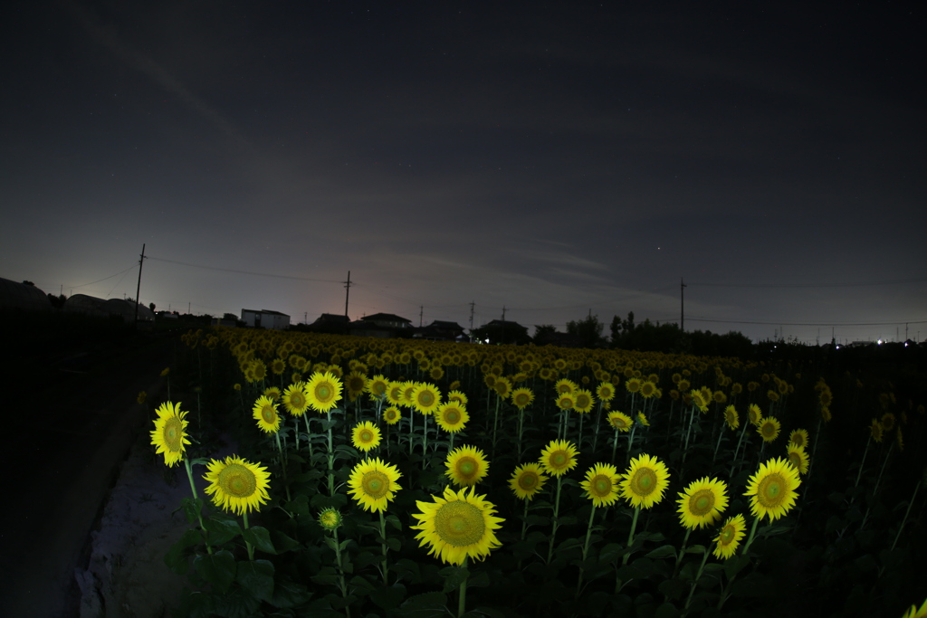 ひまわり畑の夜景
