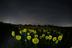 ひまわり畑の夜景