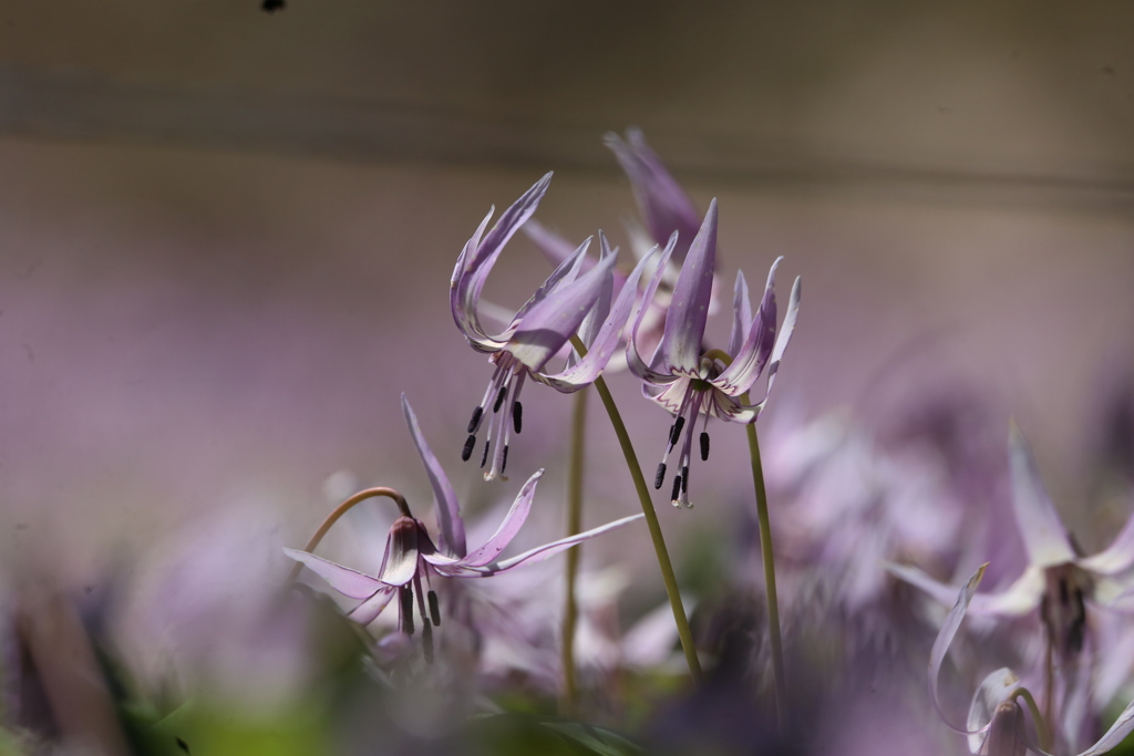 カタクリの花