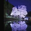 苗代桜2023