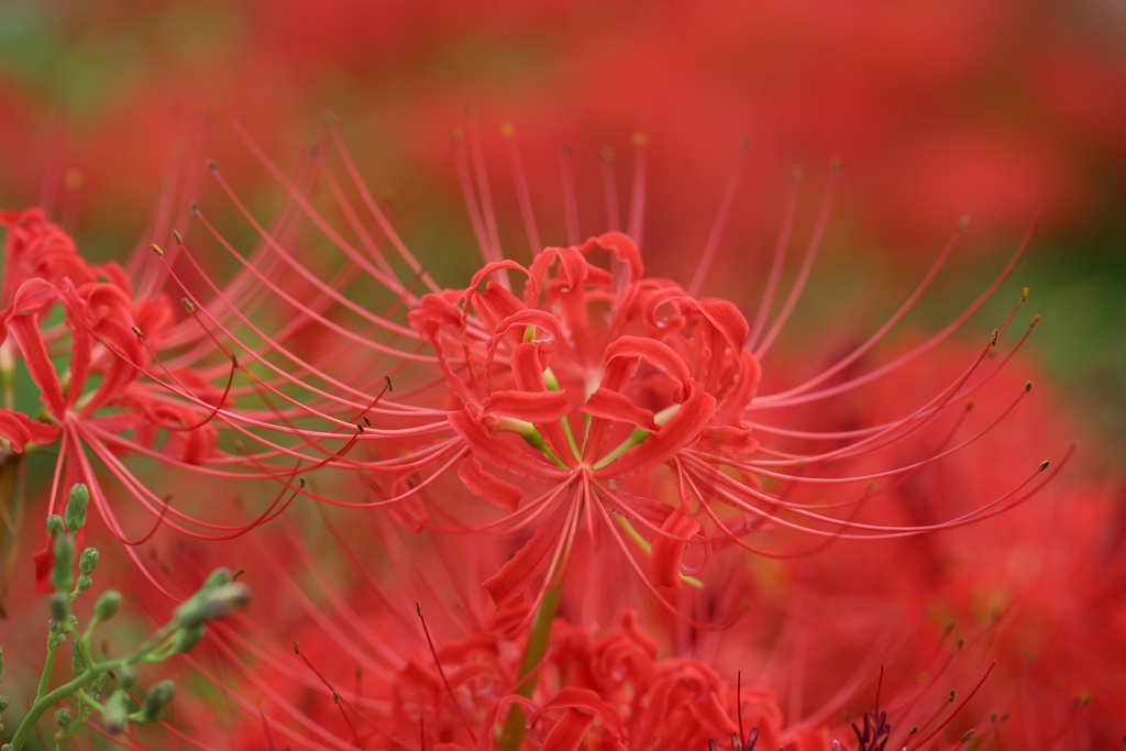 彼岸花