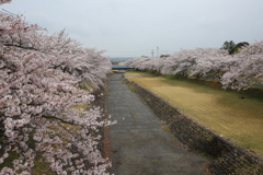 羽根谷の桜並木
