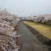 羽根谷の桜並木