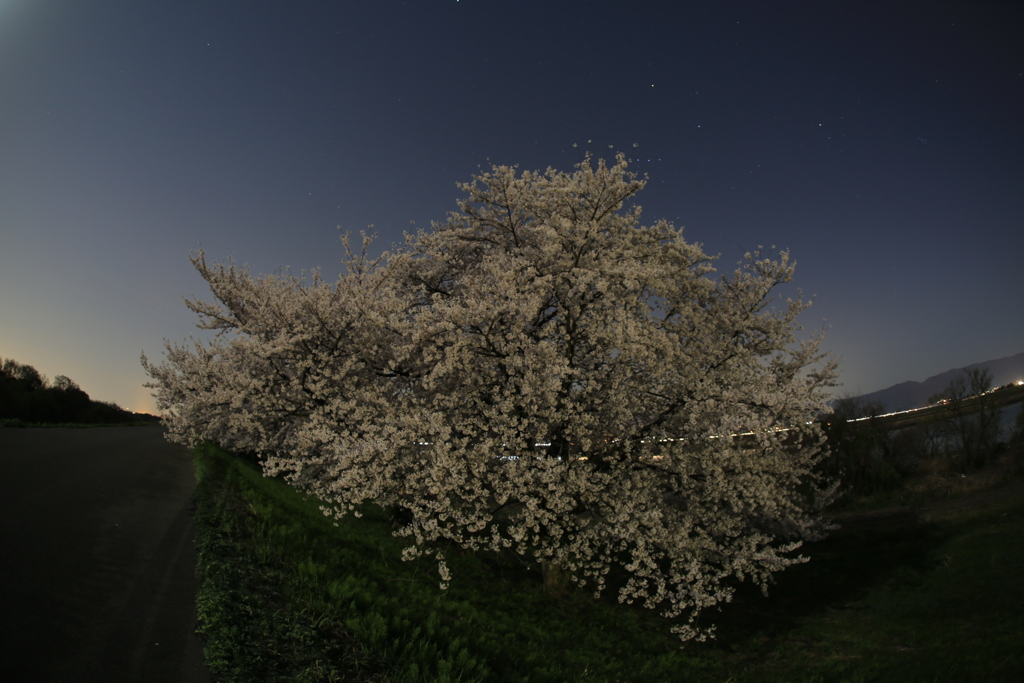 夜桜