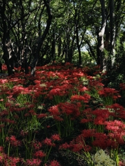 彼岸花群生地