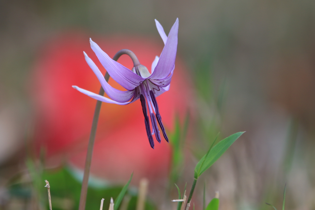 カタクリの花