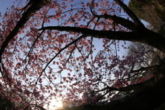 上野公園ですね！
