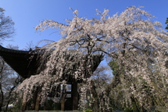増上寺　4月の桜