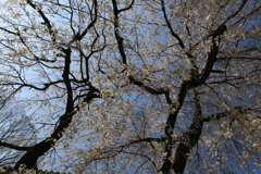 増上寺　4月の桜