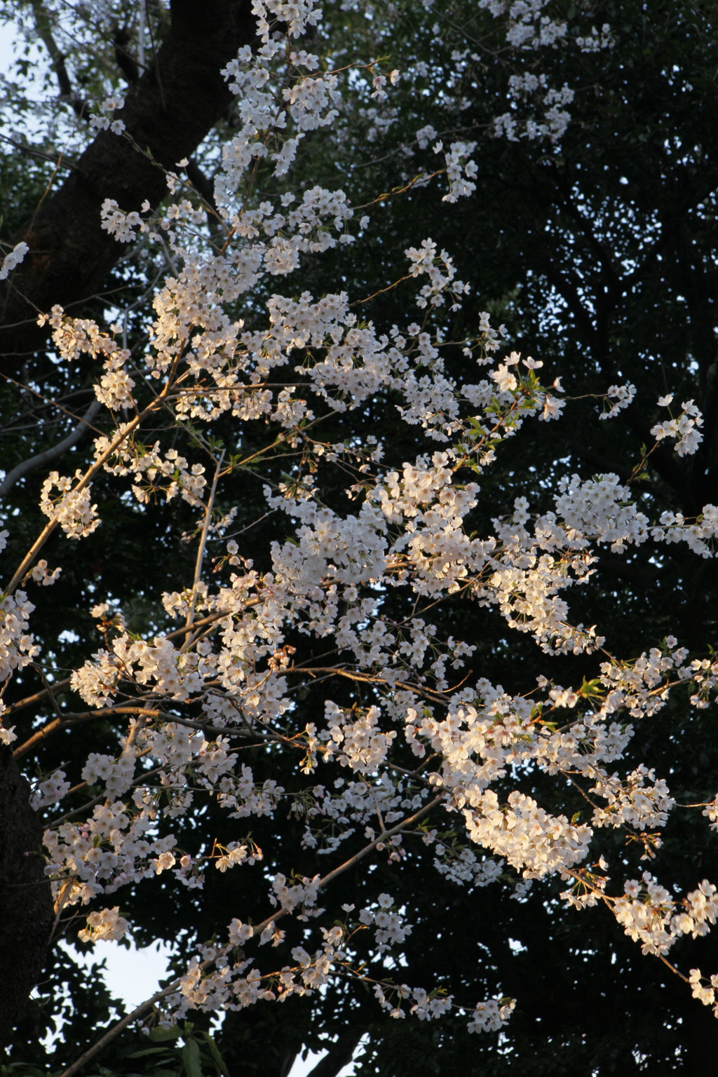 輝き