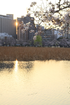 夕日とさくら