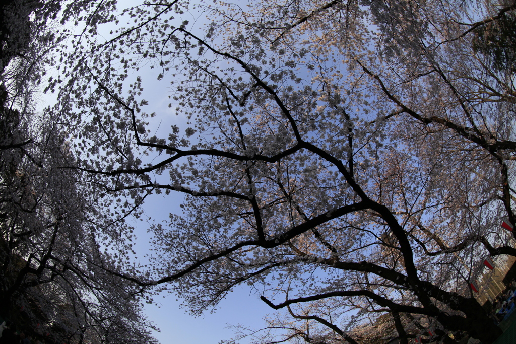 上野公園だね！