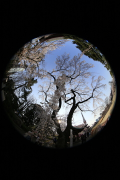 増上寺　4月の桜