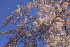 増上寺　4月の桜と月