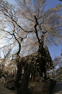 増上寺