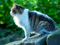 朝日をうける猫