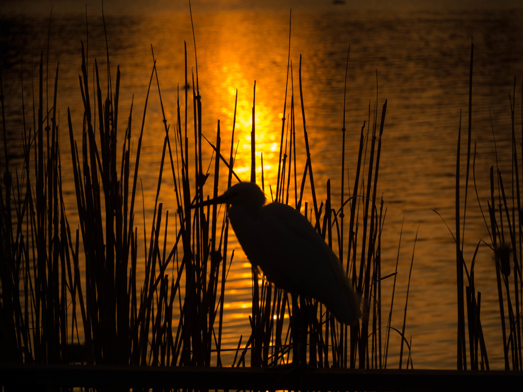 夕日の鳥