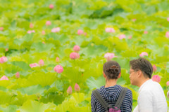 蓮池の夫婦