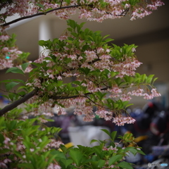 街路樹の花