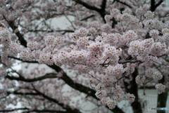 桜の花