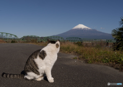 富士を望む