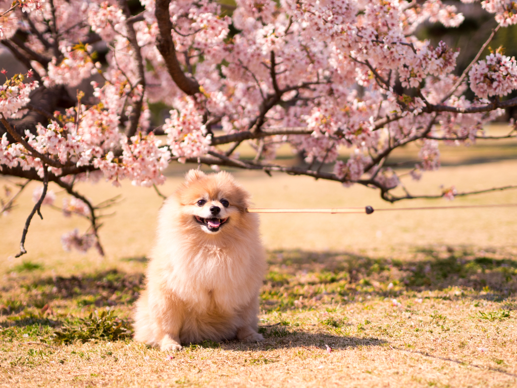 春めき桜と　もも