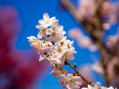 早咲きの桜「春めき」満開