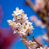 早咲きの桜「春めき」満開