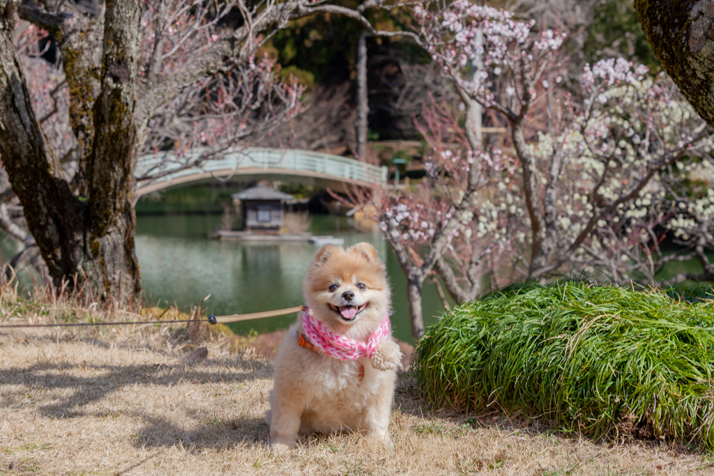 町田　薬師ヶ丘公園にて　ももちゃん