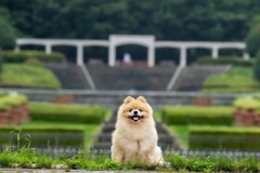 相模原公園にて１