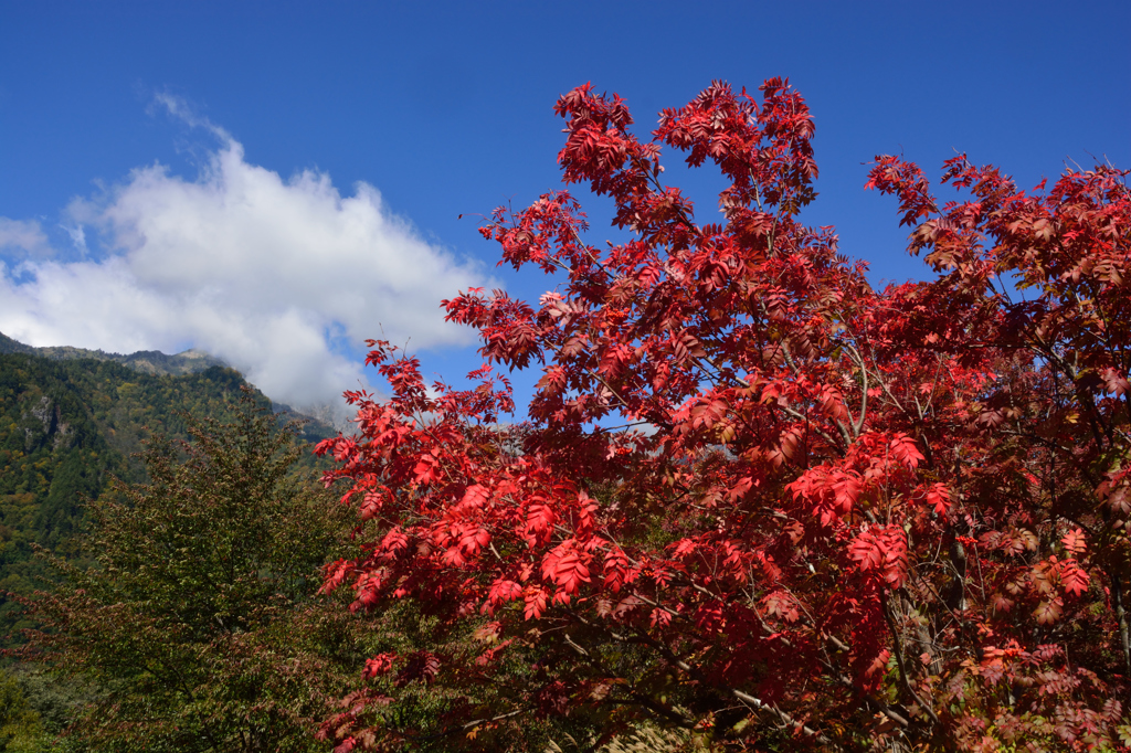 新穂高　紅葉