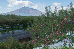 紅葉の岩木山と林檎