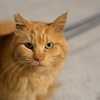 猫にゃん