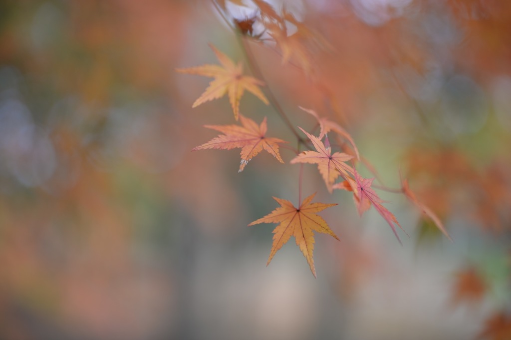 紅葉の色付くころ