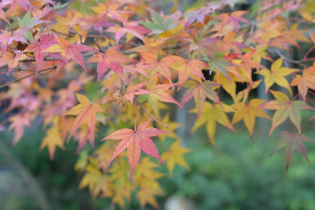 紅葉