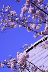 青空の遅桜