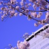 青空の遅桜